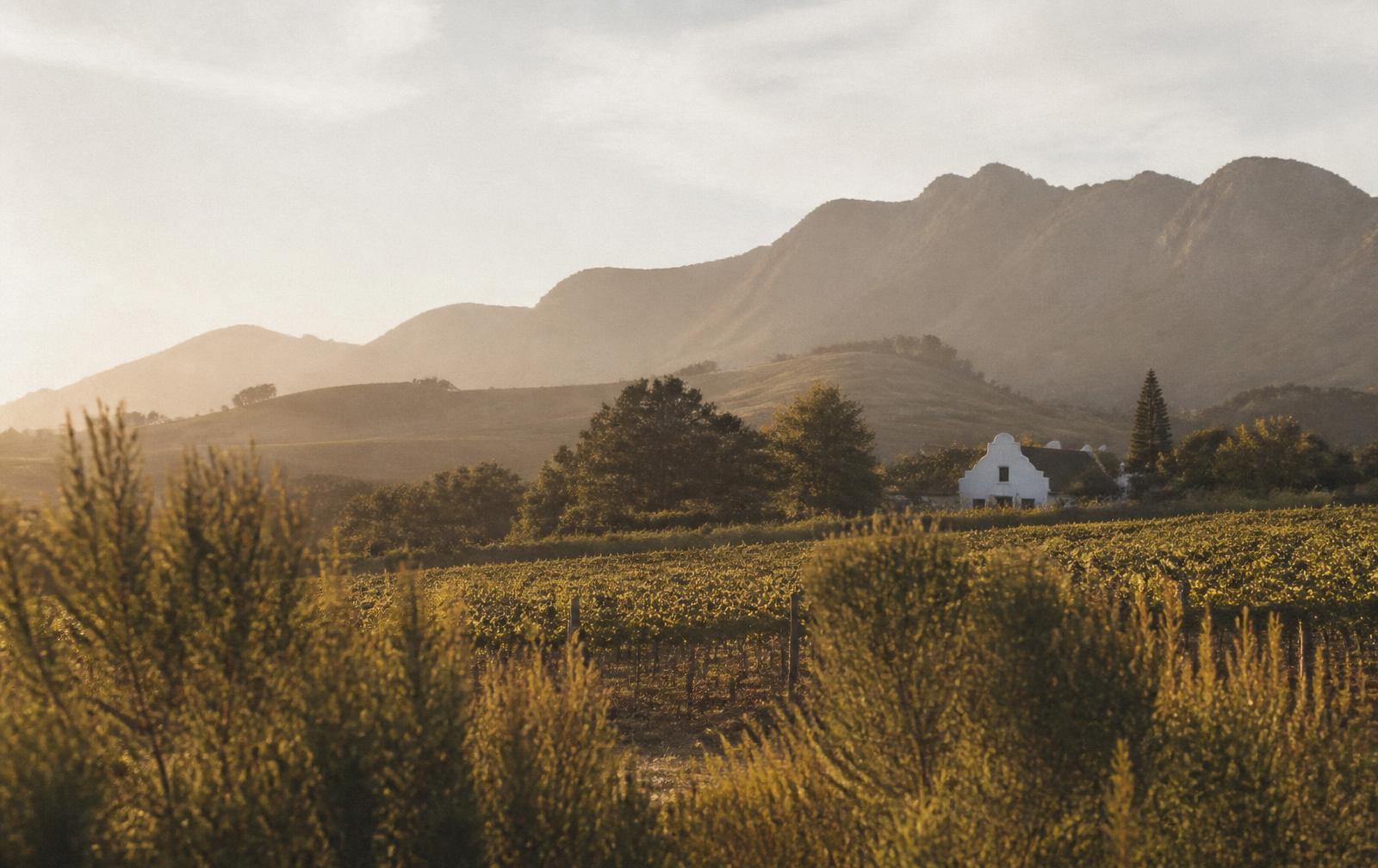Weinberge und Berge in den Kap-Weinlanden im Morgenlicht